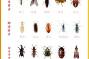 各种虫子图片大全_如何识别常见昆虫