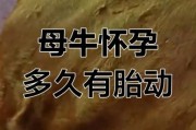 孕妇梦到牛是什么意思_孕妇梦见牛生男生女