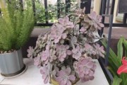 肉肉花图片大全_多肉植物怎么养才爆盆