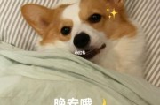 动物晚安图片大全可爱_怎么找高清无水印