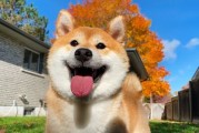 柴犬图片大全_柴犬高清壁纸怎么下载
