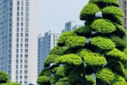 造型树图片大全_如何挑选适合自家庭院的造型树