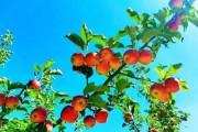 梦到很多苹果是什么意思_周公解梦苹果象征