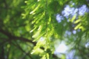 阳光树叶图片大全唯美_如何拍出通透感