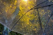 雨图片大全哪里找_雨天意境图怎么拍