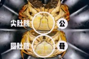 螃蟹图片大全_如何区分青蟹与大闸蟹