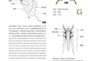 蝴蝶图片大全_如何快速识别常见种类