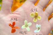丹桂花树图片大全_丹桂品种怎么区分