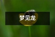 孕妇梦到龙是什么意思_孕妇梦见龙是生男孩吗