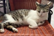 花猫图片大全_花猫有哪些品种