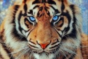 凶猛动物图片大全_如何安全收藏