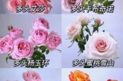 玫瑰图片大全_玫瑰品种有哪些