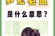 孕妇梦到老鼠是什么意思_孕妇梦见老鼠生男生女