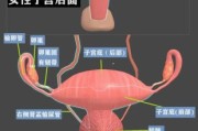 子宫图片大全_子宫结构图怎么看
