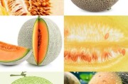哈密瓜图片大全_哈密瓜品种怎么区分