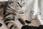 小花猫图片大全_如何挑选高清壁纸