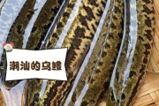 斑鱼图片大全_斑鱼长什么样