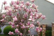 花树图片大全_哪些品种适合庭院种植