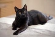 梦到黑色的猫_周公解梦准吗