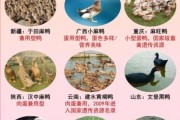 鸭子品种大全_如何区分常见鸭类