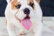 斗牛犬图片大全_如何挑选高清斗牛犬壁纸