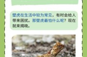 梦到壁虎是什么意思_梦到壁虎是吉是凶