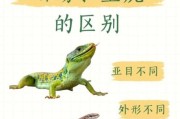 大蜥蜴图片大全_如何分辨不同品种