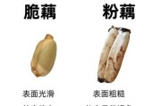 莲藕图片大全大图_莲藕怎么挑选才新鲜