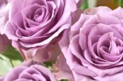 紫玫瑰图片大全大图_紫玫瑰高清壁纸哪里找