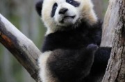 熊猫图片大全_如何挑选高清熊猫照片