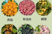 野果子图片与名称大全_哪些野果能吃