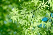 叶子图片大全_高清叶子图片怎么找