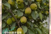 梦到梨树是什么意思_梨树梦境解析