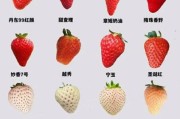 水果大全图片_水果名称对照表