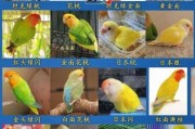 鹦鹉品种大全图片_如何挑选鹦鹉