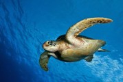 海龟图片大全_海龟高清壁纸怎么找