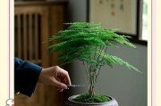 文竹造型图片大全_如何修剪文竹造型