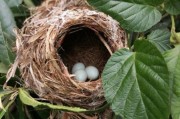 小鸟巢图片大全_如何辨别不同鸟巢