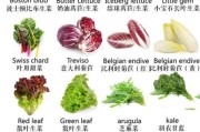 蔬菜大全图片和名字_蔬菜种类有哪些
