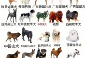 土狗图片大全_如何挑选纯种土狗