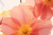 清新图片大全哪里找_如何挑选高清壁纸
