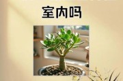 玉树图片大全_玉树怎么养才更绿