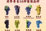 葡萄图片大全大图_高清葡萄品种图鉴