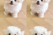比熊图片大全_比熊犬高清图哪里找