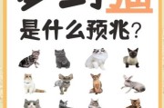 梦到抓猫是什么意思_梦到抓猫预示着什么