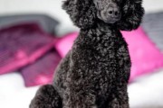 小型犬不掉毛品种推荐_哪些狗狗适合过敏体质