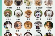 狗品种图片大全_如何快速识别常见犬种