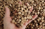 豆蔻图片大全_豆蔻长什么样