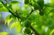 青梅图片大全_青梅长什么样