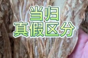 当归身图片大全_如何辨别真假当归身